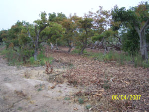 Avacado Brush - After
