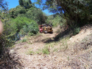 Overgrown Road - After