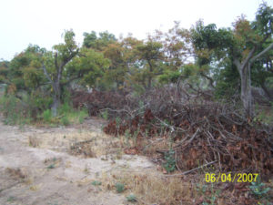 Avacado Brush - Before
