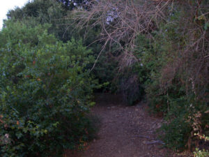 Overgrown Road - Before