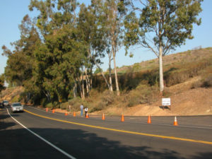 Euphorbia - Before