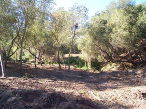 Avocado Orchard - After