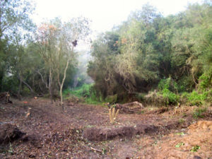 Avocado Orchard - Before