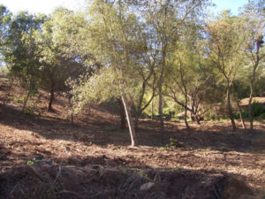 Avocado Orchard - After