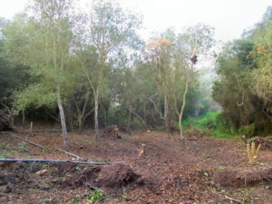 Avocado Orchard - Before