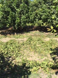 Lemon Brush Clearing - After