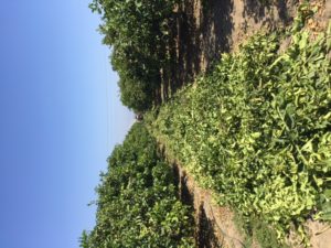 Lemon Brush Clearing - Before
