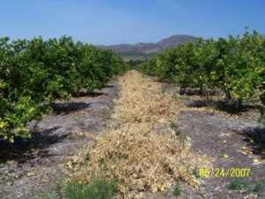 Lemon Prunings - Before