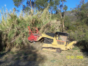 Arundo - Phase 1