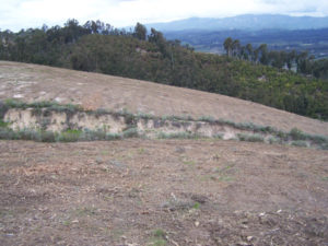 Brush Job 1 - After