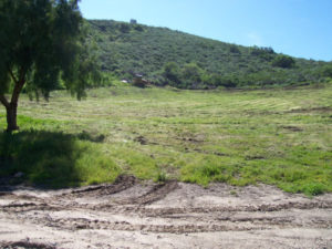 Grass Mowing - After