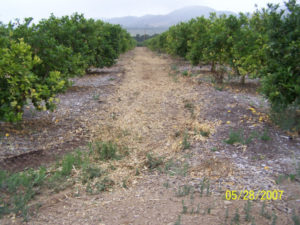 Lemon Prunings - After