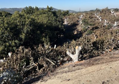 Heavy Avocado Pruning BEFORE