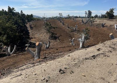 Heavy Avocado Pruning AFTER (1)