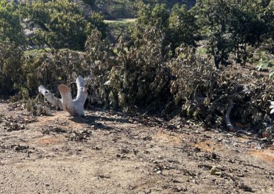 Heavy Avocado Pruning BEFORE (2)