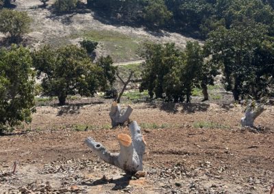 Heavy Avocado Pruning AFTER (2)